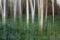 Trees in the forest, ICM, intentional camera movement