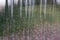 Trees in the forest, ICM, intentional camera movement