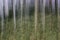 Trees in the forest, ICM, intentional camera movement