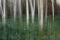 Trees in the forest, ICM, intentional camera movement