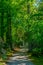 Trees in a forest inside of the Powerscourt estate, ireland