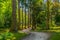 Trees in a forest inside of the Powerscourt estate, ireland