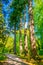 Trees in a forest inside of the Powerscourt estate, ireland