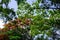 Trees in forest on Mauritius Island