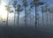 Trees in the forest in the morning in the mist sun