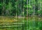 Trees and forest near Emerald pond in Krabi, Thailand