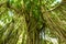 Trees in forest with roots of the monkey forest, Ubud, Bali, Indonesia