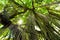 Trees in forest with roots of the monkey forest, Ubud, Bali, Indonesia