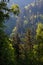 Trees and forest on the slopes of Belledonne