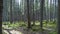 Trees in the Forest in south Poland.