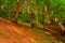 Trees in forest and summer landscape in Apuseni Mountains, Transylvania