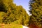 Trees in forest and summer landscape in Apuseni Mountains, Transylvania