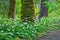 Trees in forest surrounded by a meadow of Fawn Lily flowers