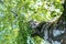 Trees in the forest, view from below, birch trees with thin trunks and green foliage,