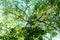 Trees in the forest, view from below, birch trees with thin trunks and green foliage,