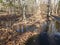 Trees in forest with water or a creek and fallen brown leaves and asphalt path