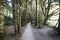 Trees in the forests of New Zealand