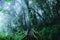 Trees and forests In the range Rain forest Green moss and wooden bridge at Angka nature trail in Doi Inthanon national park in