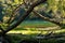 Trees forming an arch in an enchanted forest with a turquoise and green river in the background. Arrayanes River, Los Alerces