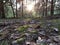 Trees in a Forrest landscape