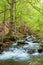 trees in fresh green foliage. beautiful nature scenery in spring