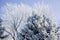 Trees Frosted with Winter and Sun Flare