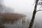 Trees and frosty reeds on the bay of a lake on a foggy day