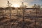 Trees in frozen swamp in Finland