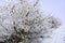 Trees frozen on Velka Javorina, the top hill of the White Carpathians in winter