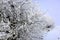 Trees frozen on Velka Javorina, the top hill of the White Carpathians in winter