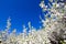 Trees of a garden blossom on a sky background.