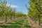 Trees in garden in rows. Agriculture concept