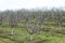 Trees in the garden in the spring. Naked fruit trees