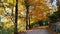 Trees in glorious autumn colors