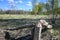 Trees gnawed by beavers