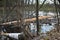 Trees gnawed by beavers