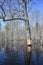 Trees gnawed by beavers