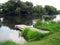 Trees and grass on the banks of the river Moskva