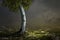 Trees, grass and beautiful misty rocks