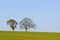 Trees with grass and blue sky