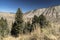 Trees and grass on a hillside Mammoth Hot Springs Yellowstone