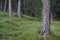 Trees with grass in mystic Forrest