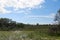 Trees and grasses in a saltwater marsh