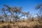 Trees Grasslands Winter Blue Terrain