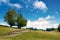 Trees on the grassy alpine meadow of Carpathians