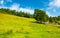 Trees on grassy hill along the road