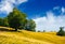 Trees on a grassy hillside in summer