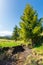 trees on the grassy meadow. small brook in the valley. forested hills on the distant