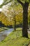 Trees on a grassy slope