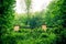 Trees with green leaves on branches in thick dense foliage forest wood near Karlovy Vary